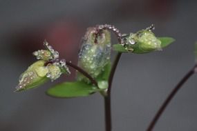 macro garden flowers with water drops
