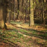 Landscape of the beautiful forest at the sunlight