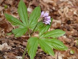 Forest fingerzahnwurz flowers