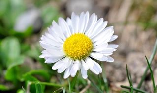 white daisy with yellow core close up