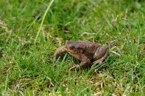 frog toad on green grass