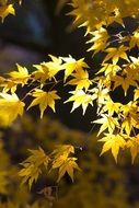 closeup photo of yellow maple leaves in november