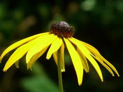 Yellow coneflower close-up