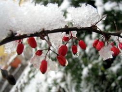 winter ice thorns