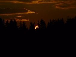 Landscape of the forest and sunset