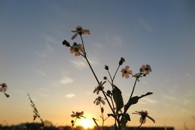 plant with yellow flowers at sunset