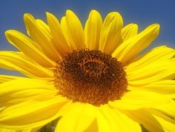 sunflower against blue sky