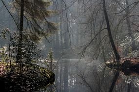 trees in a swamp in the forest