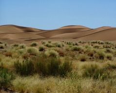 Green plants in the desert of Africa