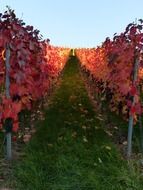 vineyard in autumn colors