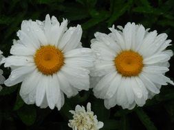 Close-up of the white daisies in rain drops
