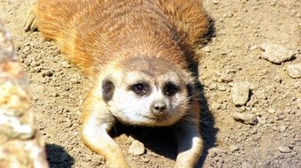 cute meerkat face