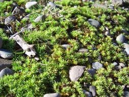 picture of the moss on a ground