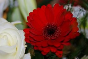 closeup view of bouquet with red gerberas