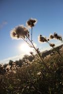 fluffy summer thistle in the meadow