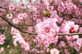 Picture of peach blossoms
