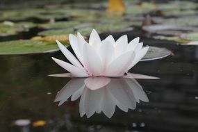 white water lily on the water in the pond