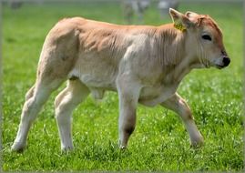 domestic calf grazes on a meadow