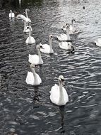 a flock of white swans in a pond