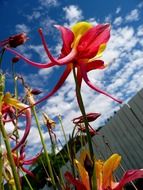 beautiful colorful flowers