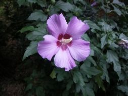 flower purple pink