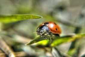 striking ladybug insect