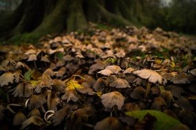 sea of toxic mushrooms in a forest