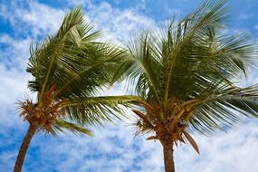 two coconut palms in the wind