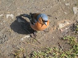 chaffinch bird is standing on a ground