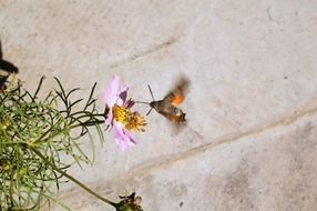 butterfly near the spring flower