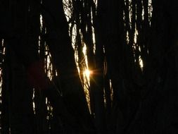 evening sun forest trees