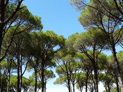 Trees with a green crown against the blue sky