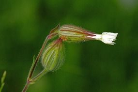 close up photo of buds of a white wild flower