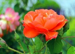 Rose with red petals