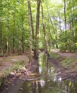 Beautiful creek among the green plants in the forest