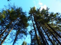 pine trees tops