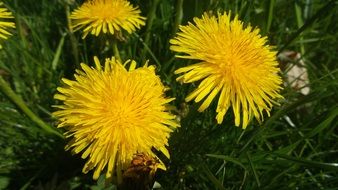 yellow dandelions in the grass in summer