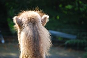 rear view camel head