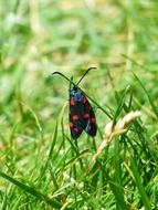 red black spotted butterfly