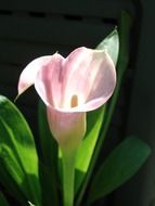 perfect nature pink