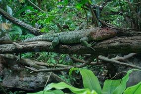 northern caiman lizard on a tree in the forest