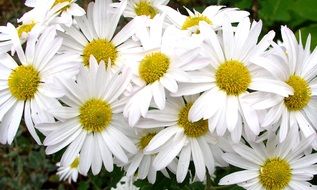 A bouquet of white daisies closeup