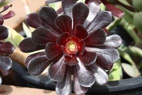 dark echeveria close up