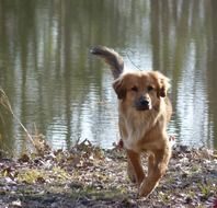 perfect dog canine pet