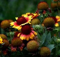 flowers with a large round core