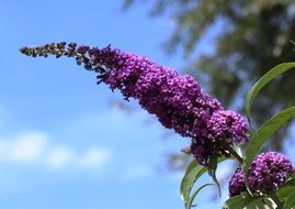 lilac butterfly bush in summer