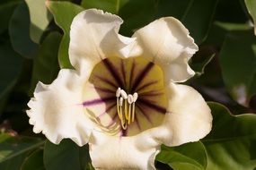 exotic flower blossom close-up shot