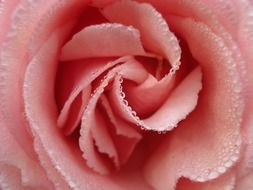 pale pink rose in water drops close up