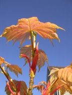 dry vine leaves in autumn