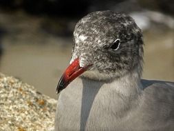 spotted gray seagull head